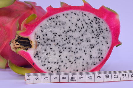 Dragon fruit plantation aerial view